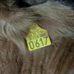 Liga MX: Así quedó la tabla general tras la Jornada 11 | Clausura 2026