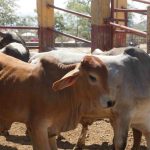 Por qué es tan difícil reparar las bicicletas eléctricas