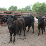 De Oribe Peralta a Carlos Acevedo, estos son los laguneros que llegaron a un Mundial