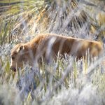 Algodoneros Unión Laguna es vapuleado en Durango