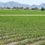 Costos afectan al campo lagunero