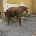 El Gobierno Municipal de Saltillo, encabezado por el alcalde Javier Díaz González, llevará a cabo el evento “Pedalea Rosa por Ellas” como parte de las actividades del Mes de Sensibilización sobre el Cáncer de Mama. – Facebook