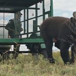 Superará Rodeo Saltillo 2026 expectativas – El Heraldo de Saltillo